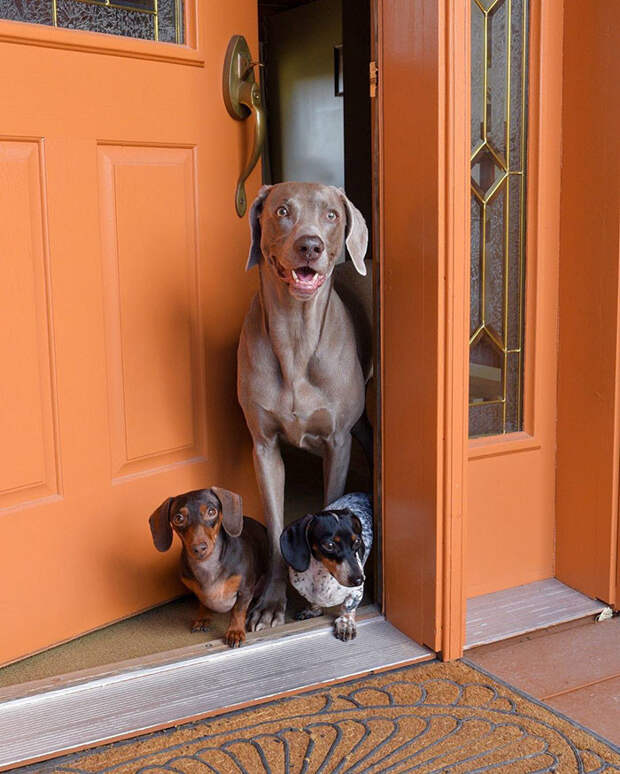 Две собаки приняли нового щенка как родного, доказывая, что среди животных существует дружба друзья, милота, собаки
