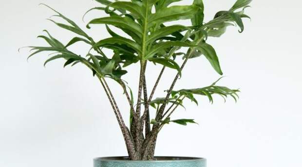 Алоказия бранцифолия «Пинк Пассион» (Alocasia brancifolia 'Pink Passion')