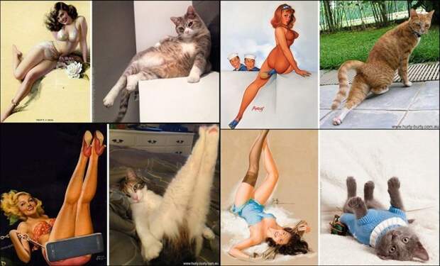 Мяу-пинап: 20 котиков, которые позируют как хорошенькие девушки девушки, животные, кот, красота, пинап