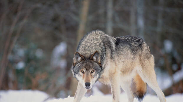 Биолог Сафонов объяснил рост популяции волков в Подмосковье