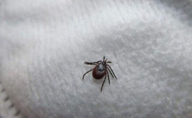 Сезон клещей в Приморье начнётся раньше срока