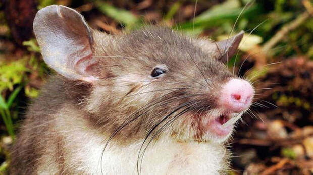 Крыса с носом свиньи и зубами вампира животные, факты