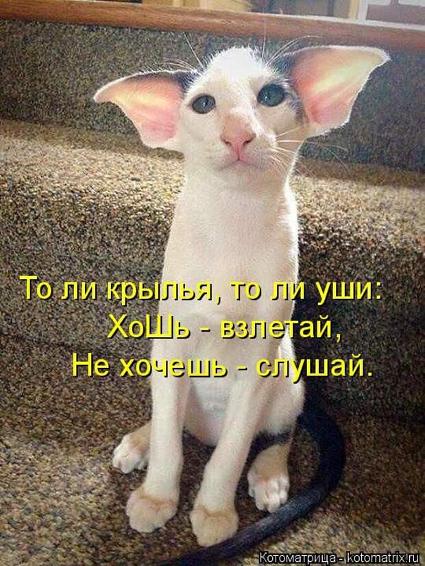 Лучшие котоматрицы недели (50 фото)