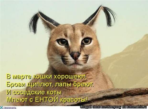 Котоматрица для ночных посетителей Поржать.ру
