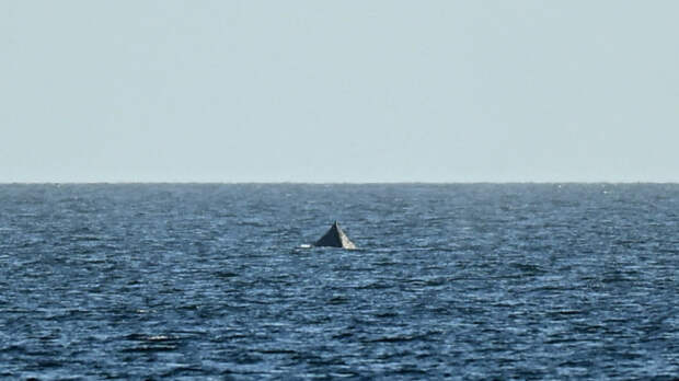 Боролся за жизнь: как спасали застрявшего на мели кита на Балтике