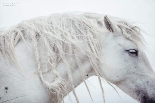 Лошади, которые дали девушке-фотографу силы жить искусство, лошади, фотография