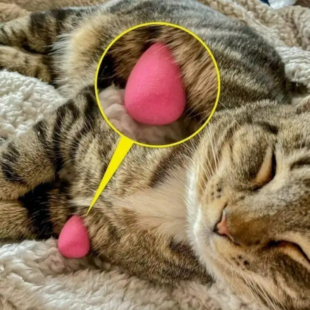 Непредсказуемые любимые игрушки домашних питомцев