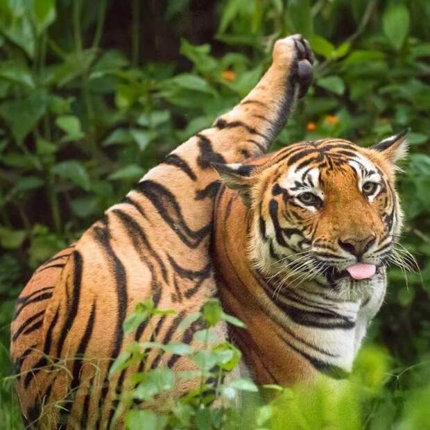 20 забавных фото диких животных, которые зарядят позитивом на всю неделю дикая природа, лев, слон, смешные животные, смешные фото, тигр