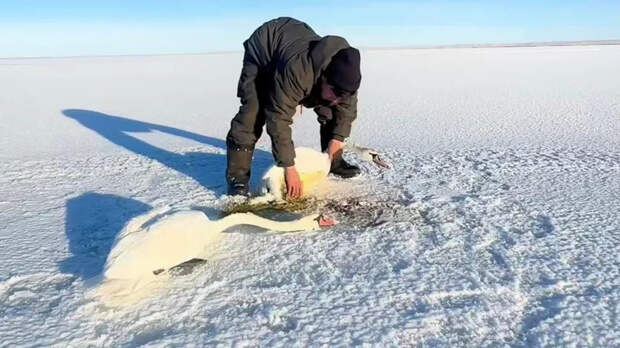 О человечном, "беспалитики"