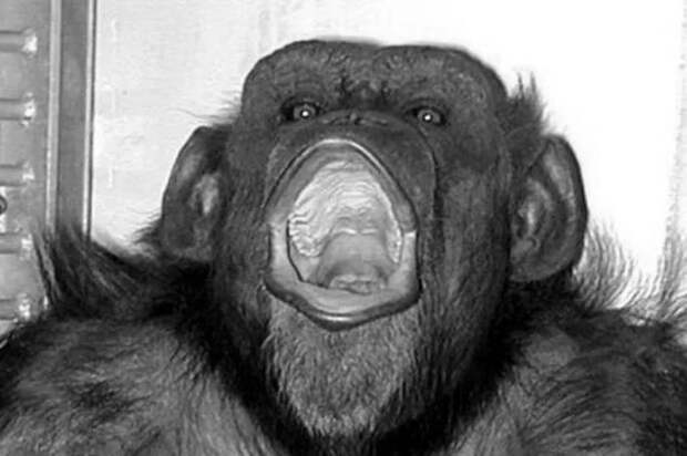 Прощай, Ай: Мир скорбит по самой умной шимпанзе