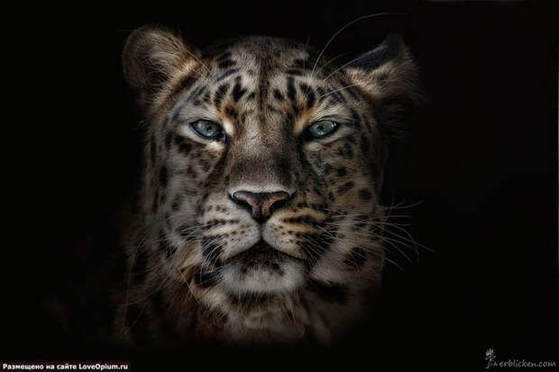 Портреты животных