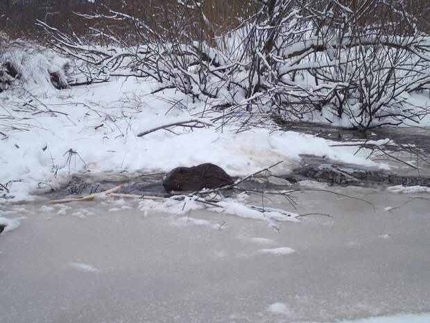 Заготовка еды по рецепту бобровых поваров: почему грызуны в Окском заповеднике превращают осенние ветви в «закваску»