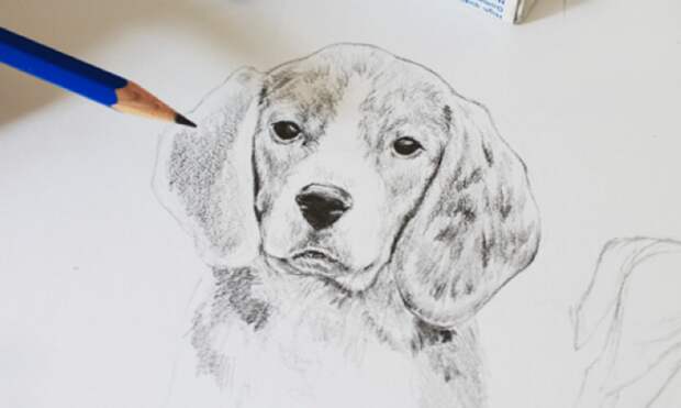 Как нарисовать собаку — 5 бесплатных уроков