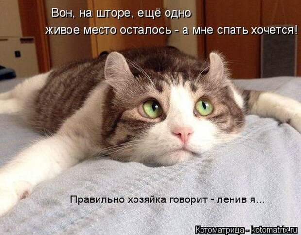 Лучшие котоматрицы недели (50 фото)