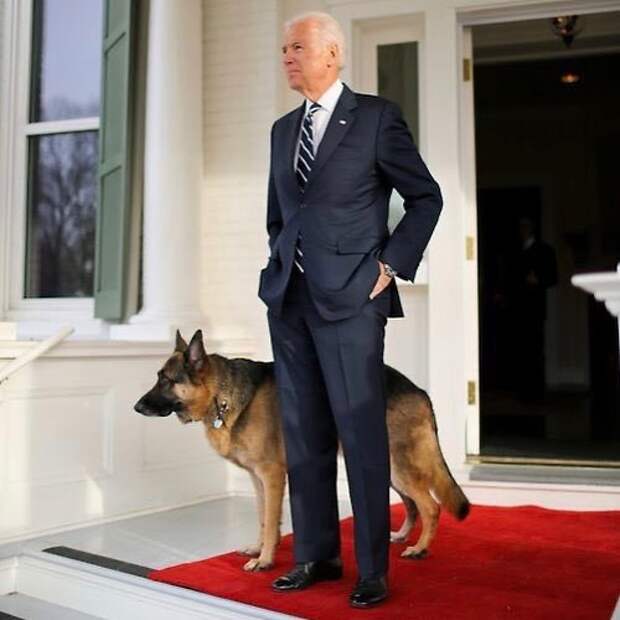 Джо Байден с одной из своих овчарок