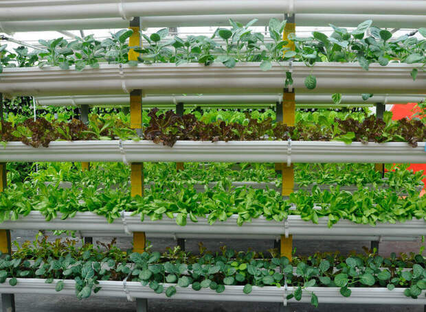 vertical-farm-vegetables-grown-using-fertigation-farming-system-660711280