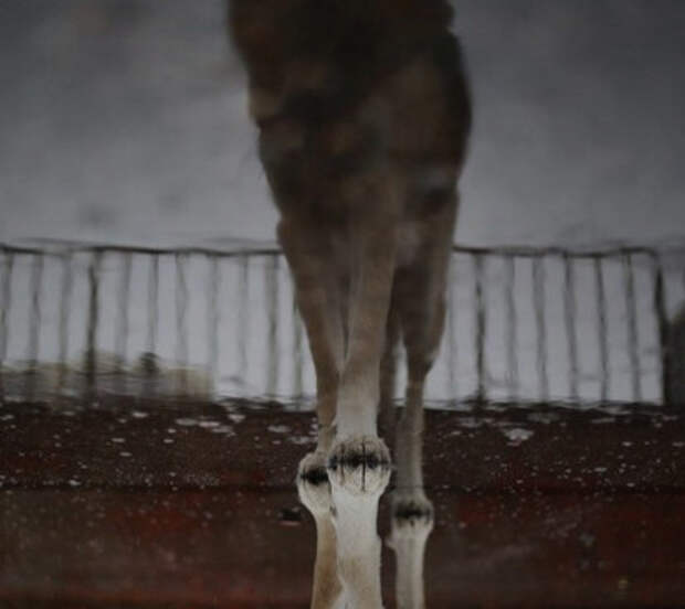 На дачи под Самарой ограничен въезд из-за очага бешенства