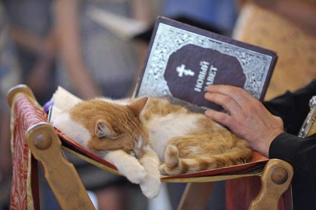 Кошки упоминаются в библейском послании пророка Иеремии / Фото: joyreactor.cc