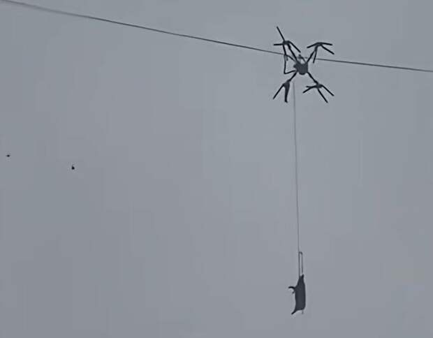 В Китае фермер оставил без света деревню, транспортируя свинью на беспилотнике