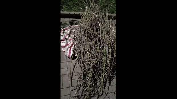 Video: TikVideo.App_7492899883481926918_hd.mp4
