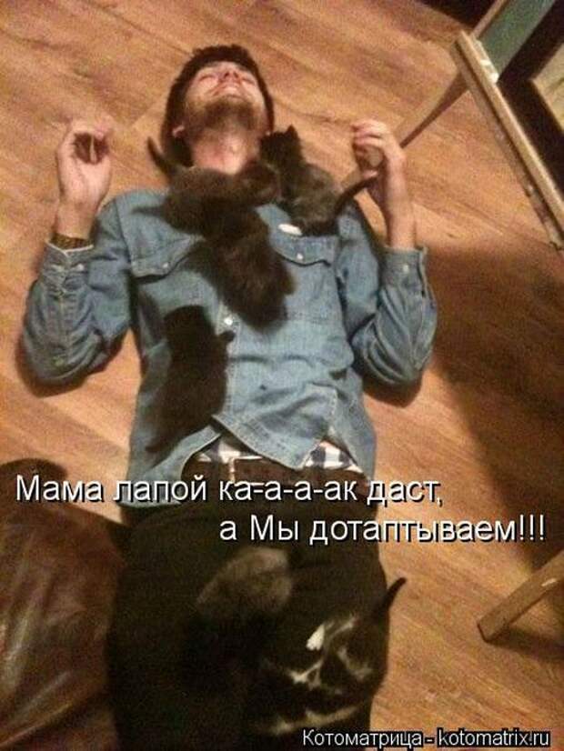 Котоматрицы(картинки с подписями)