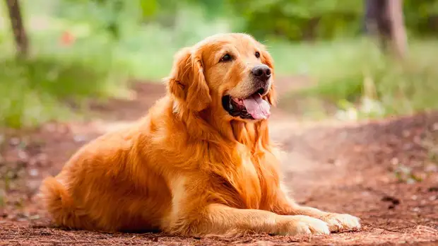 Давайте жить дружно: 6 пород собак, которые отлично уживутся с кошками