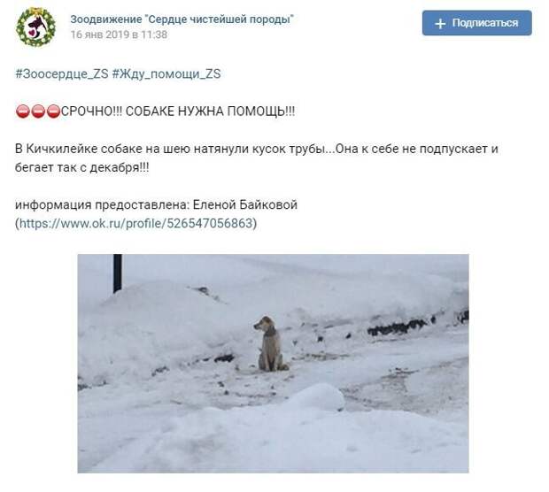 Эти события произошли в Пензенской области. Первыми тревогу забили зоозащитники, разместив данный пост у себя в группе. Эти события произошли в Пензенской области. Первыми тревогу забили зоозащитники, разместив данный пост у себя в группе. жестокость, зоозащитники, история, пенза, пензенская область, пес, собака
