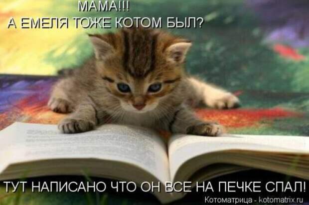 Новая котоматрица (36 фото)