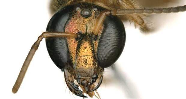 Удивительное открытие в мире пчел: наполовину самец, наполовину самка