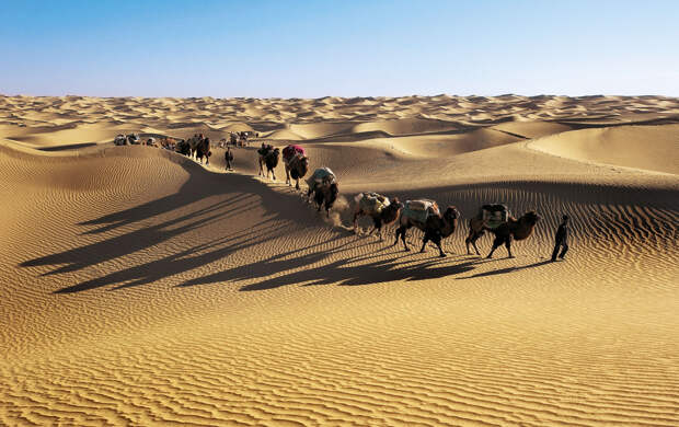 Караван вербдюдов в пустыни Такла-Макан