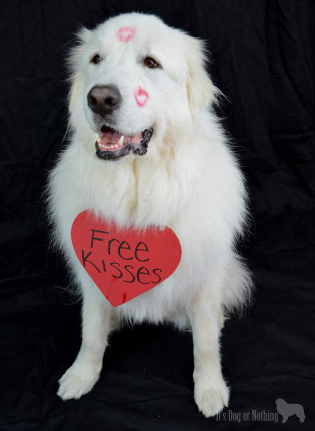 Great Pyrenees