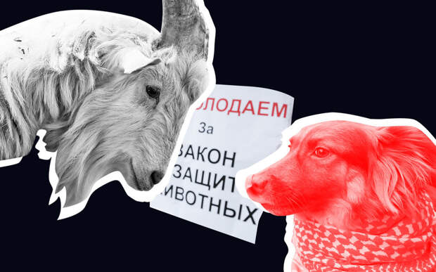 Нет зверя без закона: что изменит (и изменит ли?) первый в России закон об ответственном обращении с животными