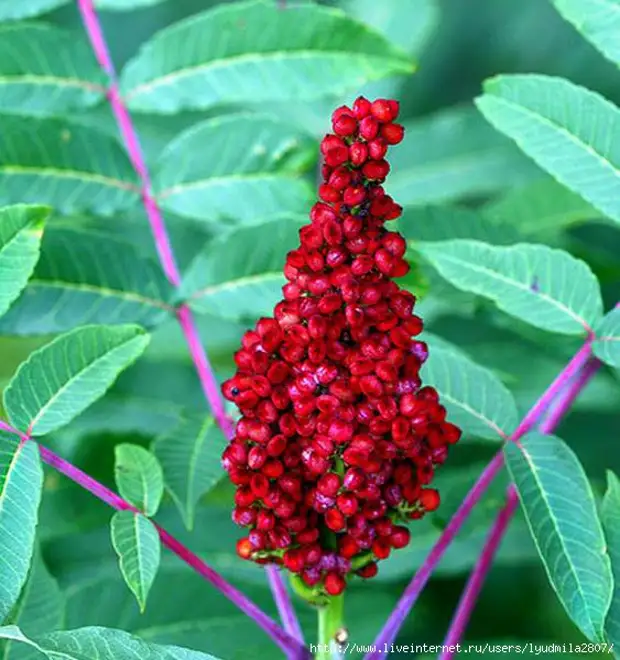 Сумах ядовитый. Сумах дубильный. Сумах оленерогий. Rhus coriaria. Сумах дубильный Фармакогнозия.