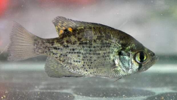 Рыбы стали наркозависимыми из-за фармацевтических отходов, попадающих в воду