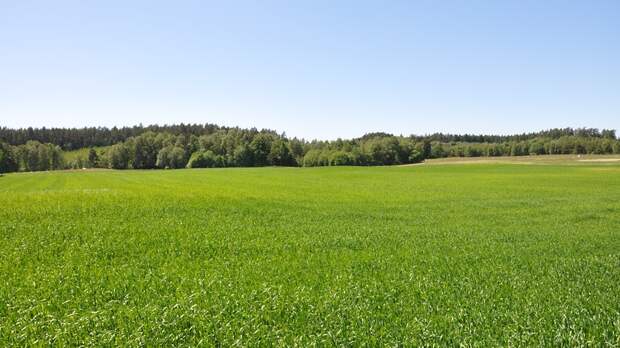 Бизнес‑омбудсмен Подмосковья помог предпринимателю купить землю без торгов