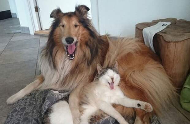 Кошка с собакой спят вместе с первого дня знакомства (9 фото)