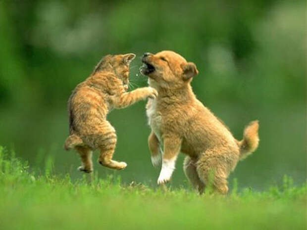 Cat Vs Dog Fight Download Page - All About Animal Tips All About Animal Guide!