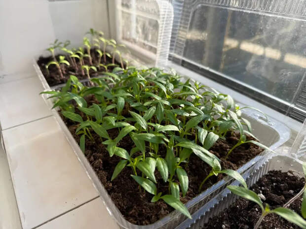 Перестал покупать дорогие грунты: сыплю в землю три копеечных порошка — рассада пёрла как бешеная