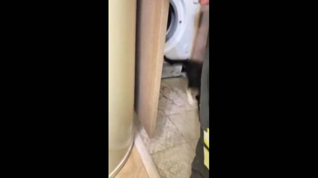 Москвичка случайно постирала кота в автоматической стиральной машинке. ...