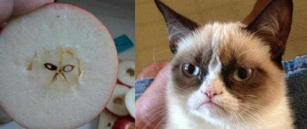 Grumpy cat одобряет!