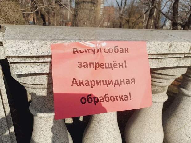 Владивосток обрабатывают от клещей