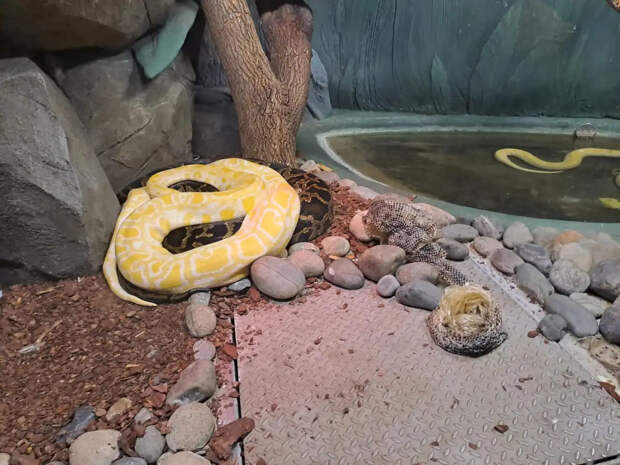 В Таиланде русская пара обнаружила змею в сливном шланге стиральной машины