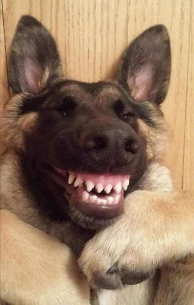 Смеющийся пёс