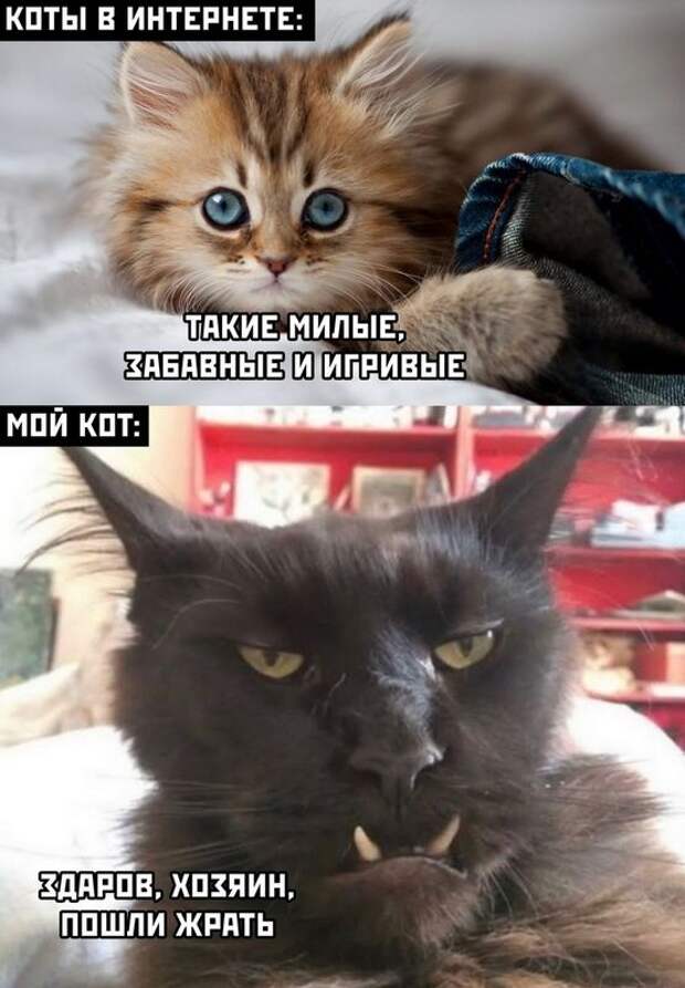 kartinok-prikolnyh-podborka-kartinki-smeshnye-kartinki-fotoprikoly