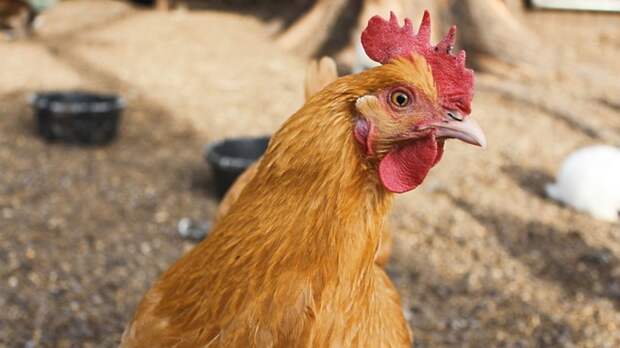 В Луховицах появится птицефабрика