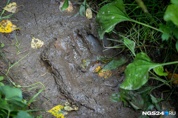 В поселке Курагинского района застрелили бурого медведя