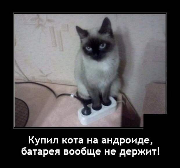 Демотиватор про кота