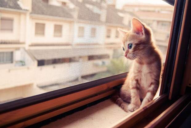 меланхоличные коты ждут хозяина у окна (22)