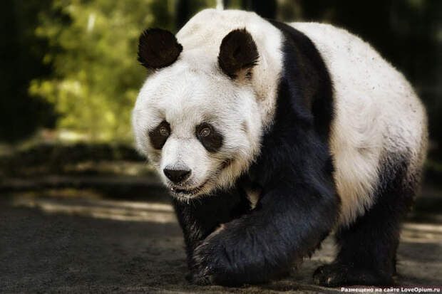 Портреты животных