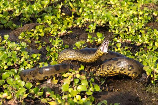 Самая большая змея на Земле – сетчатый питон: описание, где обитает, чем питается, размеры и вес